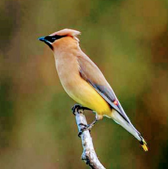 Meet your Posher, Lisa - Picture 1 of 1